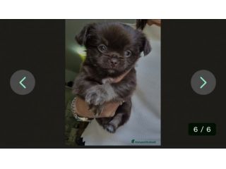 Vendesi cuccioli Chihuahua