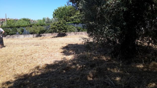 TERRENO AGRICOLO di 1300 mq (POMEZIA) rif. C/305 - Foto 3