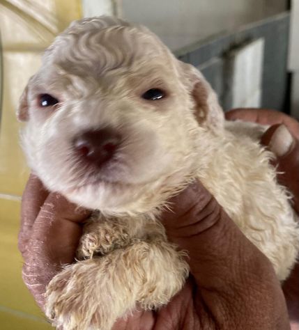 Cuccioli di Lagotto Romagnolo - Foto 2