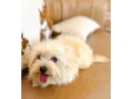 maltipoo toy