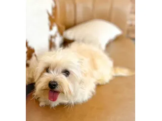 maltipoo toy