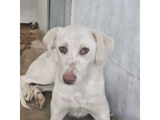 QUERA CAGNOLINA IN ADOZIONE
