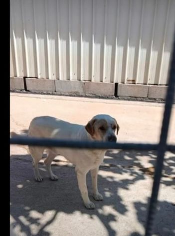 OSVALDO MIX LABRADOR CANE IN ADOZIONE - Foto 3