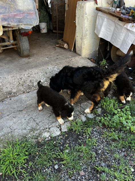 Cuccioli maschietti di Bovaro del Bernese - Foto 7