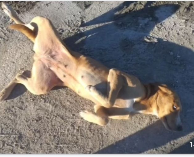 Livia 2anni kg 15 occhi azzurri DA SALVARE!! - Foto 2