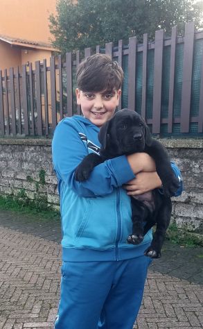 Cane corso cuccioli - Foto 4