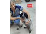 GOLIA, 10 MESI, TAGLIA MEDIA, TROVATO MENTRE VAGAVA TRA LE CAMPAGNE