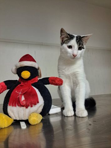 Tondo gattino - Foto 3