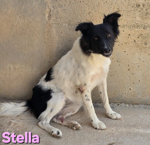 STELLA - Foto 3