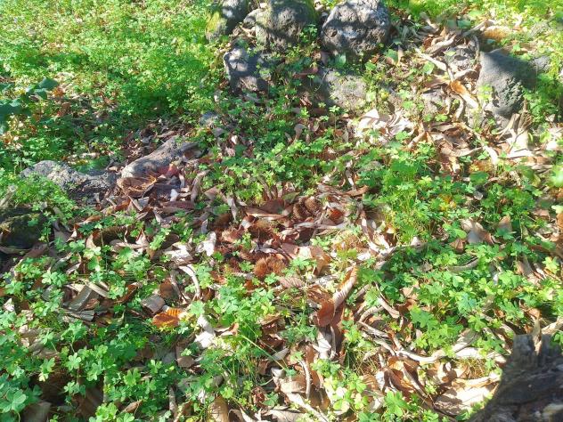 Terreno in vendita a Giarre - Foto 11