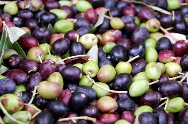 Olio d'oliva di origine pisciottana - Foto 3