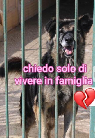 ARGO E’ UN PASTORINO DI 8 ANNI - Foto 3