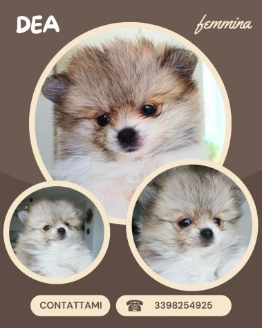 Cuccioli Spitz di Pomerania - Foto 4
