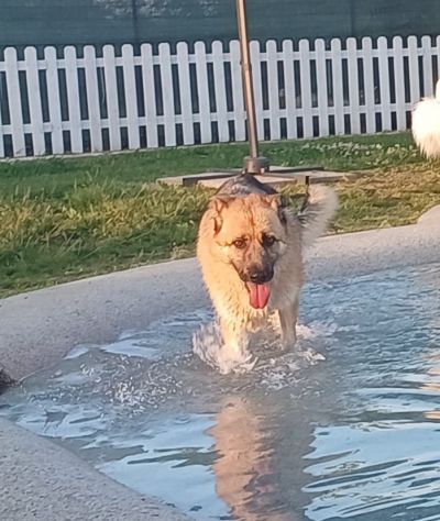 BUBU adozione del cuore per un cane giocoso - Foto 3