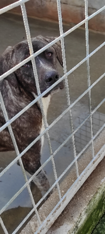 ZENO CANE IN ADOZIONE - Foto 4