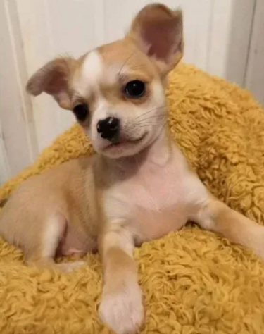 chihuahua