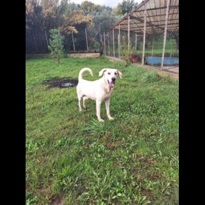 THOR DOLCE E SOCIEVOLE CANE IN ADOZIONE TG MEDIA - Foto 6