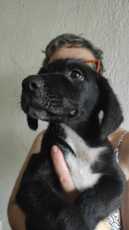 Giotto cucciolo - Foto 3