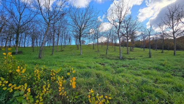 Azienda Agricola in vendita a Baschi - Foto 17