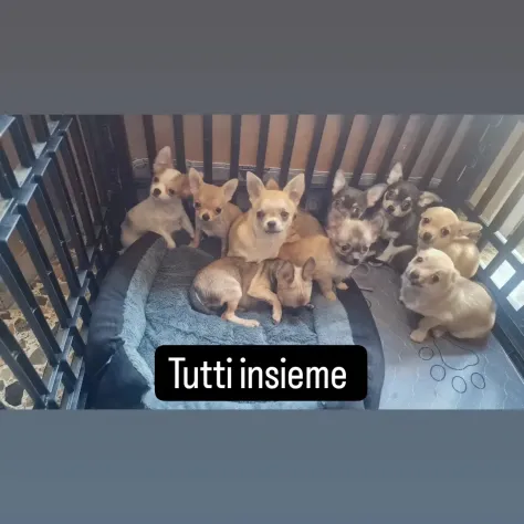Chihuahua cuccioli