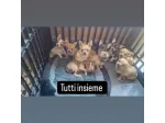 Chihuahua cuccioli