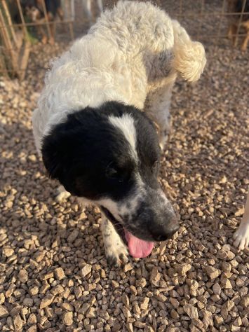 Gigino - Foto 4