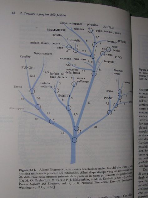 INTRODUZIONE ALLA BIOCHIMICA - Foto 5