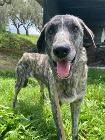 Bellissima Tea cagnolina in adozione - Foto 2