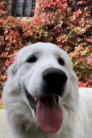Cuccioli Pastore Maremmano Abruzzese - Foto 5