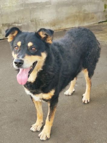 CANE IN ADOZIONE: CAFFE', taglia media. - Foto 6