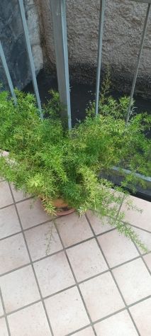 PIANTE ASPARIGINE - Foto 6