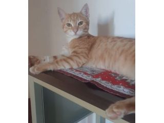 KIMBA