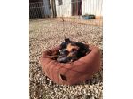 Cuccioli di Pinscher