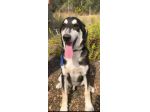 Mix Australian Shepherd 12/15mesi TUTTI ADOTTATI TRANNE LUI.SICILIA
