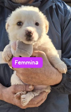 CUCCIOLI 2 MESI taglia media