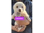 CUCCIOLI 2 MESI taglia media