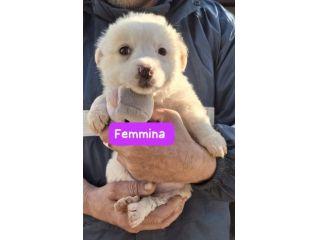 CUCCIOLI 2 MESI taglia media