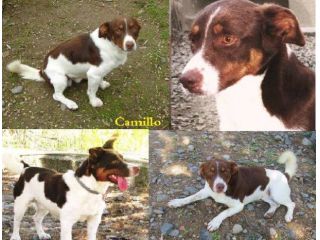 CAMILLO, allegro e affettuoso cagnolino