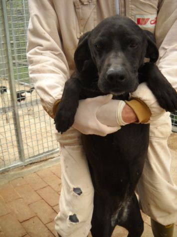 RUMBA, labrador in cerca di casa - Foto 3