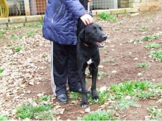 UGO, un cane adatto a tutti