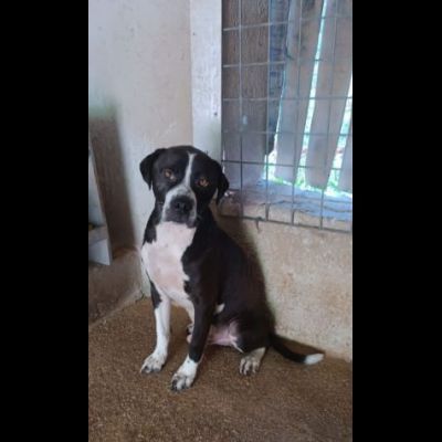 DODO' occhi dolci CANE IN ADOZIONE - Foto 2