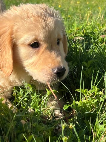 GOLDEN RETRIEVER CUCCIOLI COLOR CREMA - Foto 5