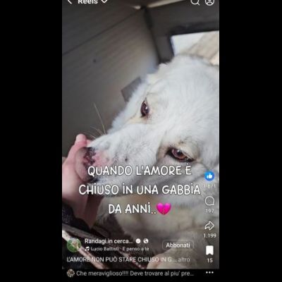 SONNY  molto affettuoso, CANE IN ADOZIONE - Foto 2