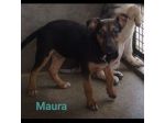 MAURA, VARCO, ROSEA, PEPPINO, CUCCIOLI IN ADOZIONE