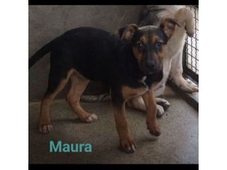 MAURA, VARCO, ROSEA, PEPPINO, CUCCIOLI IN ADOZIONE