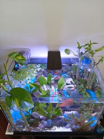 Acquario - Foto 3