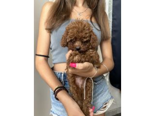 barboncino toy