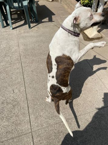 Pitbull adulta mollata 4anni fa,1occhio cieco, rinata,BUONISSIMA!CREMONA - Foto 6