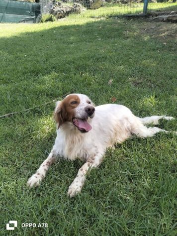 Thomas setter - Foto 4