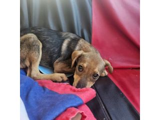 Agostina cucciola